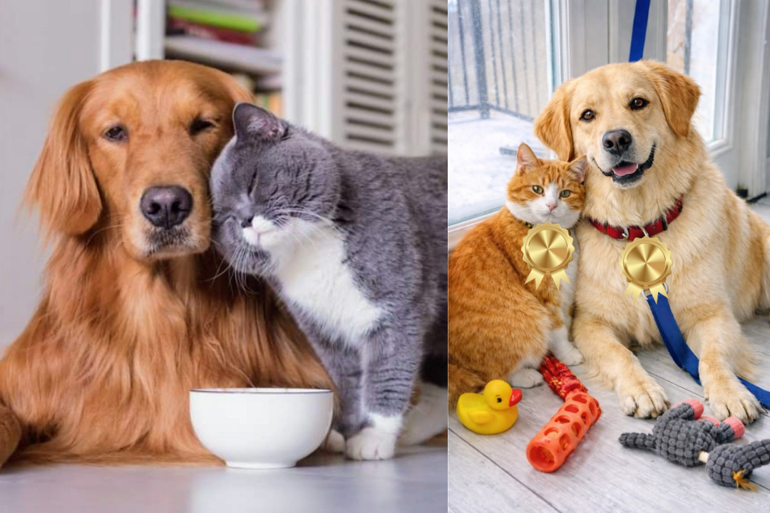 10 Cuidados com Pets que Todo Dono Precisa Saber para Evitar Problemas de Saúde